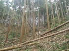 foresthagiwara's51.JPG